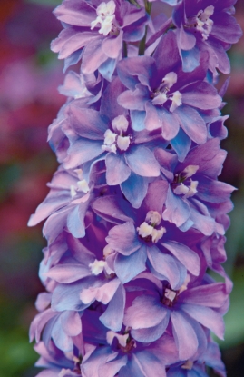 Picture of Delphinium Pacific Giants - Camellaird